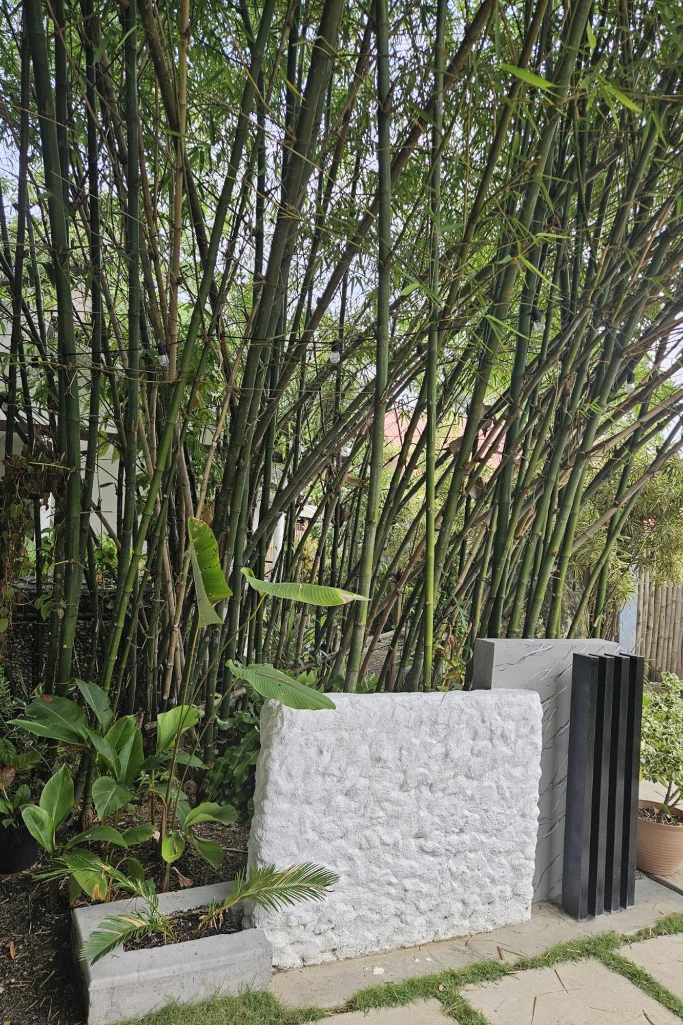 פנגלאו Oceanside 2 Bedroom House, 100Mbps Wifi מראה חיצוני תמונה